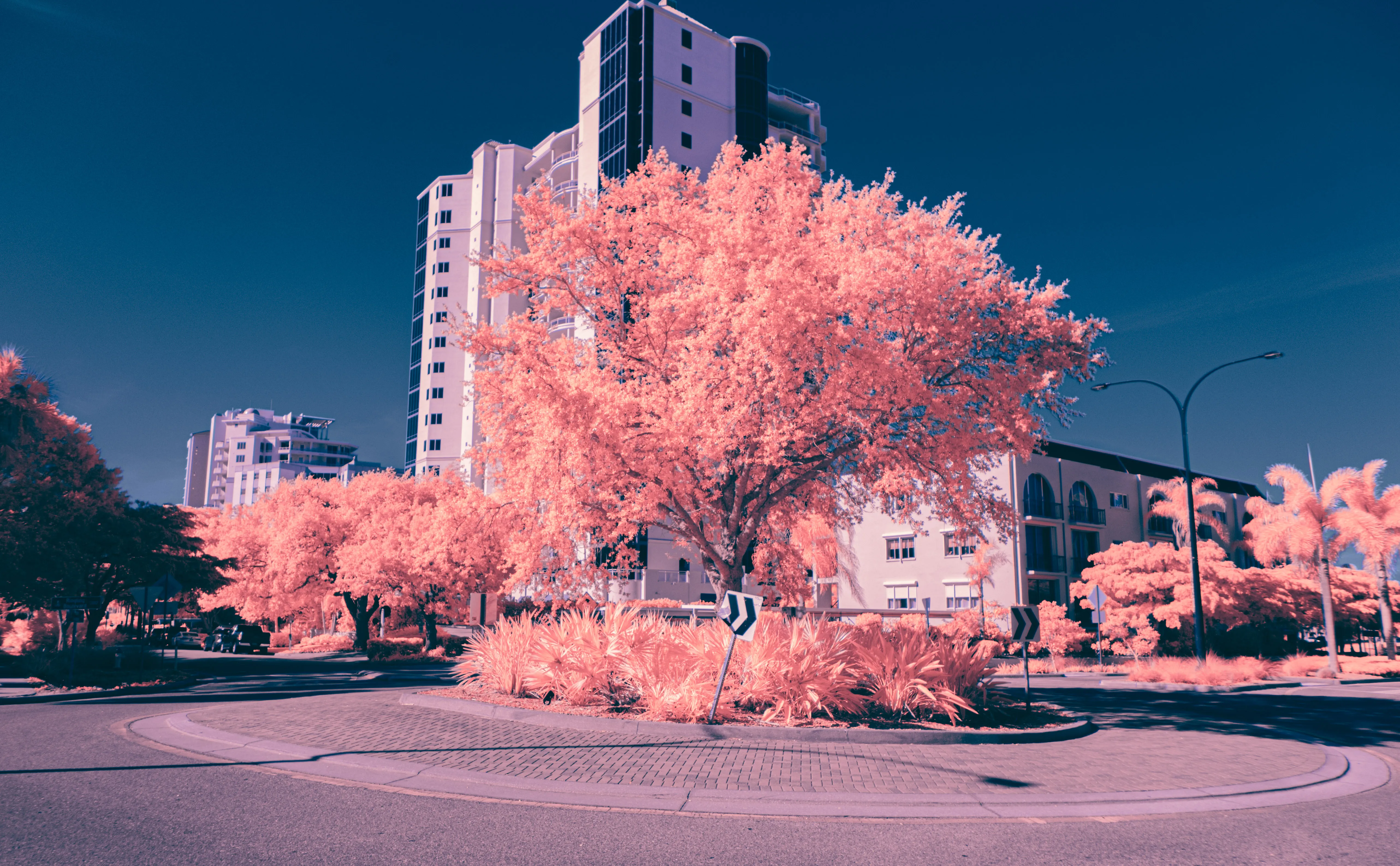 Color infrared photo of a roundabout in downtown Sarasota, cotton-pink trees and shrubs against a deep blue sky